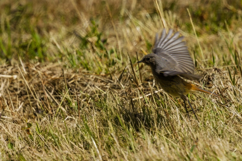 Rougequeue noir s&rsquo;envolant